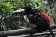 Collared aracari