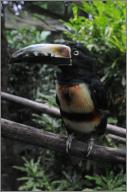 Collared aracari