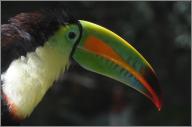 Keel-billed toucan