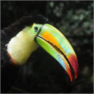 Keel-billed toucan