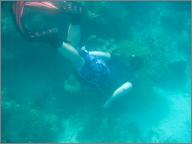 Aneel free diving