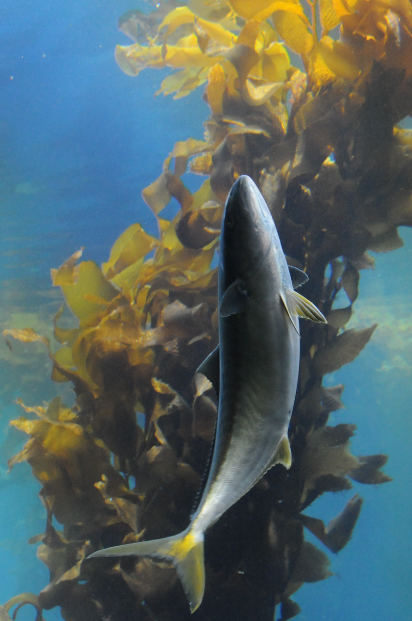 Aquarium