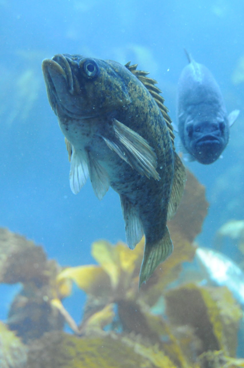 Aquarium