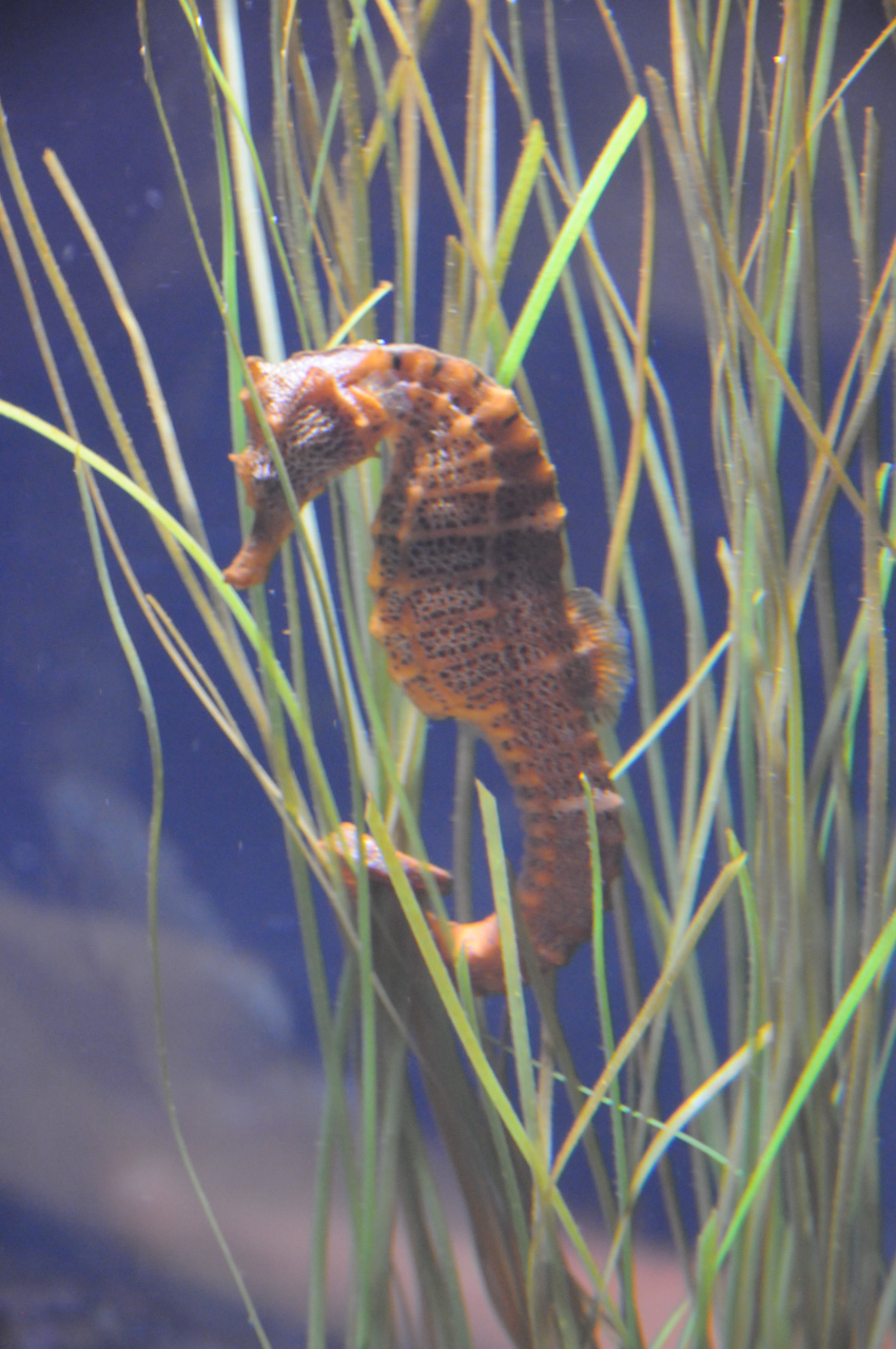 Aquarium