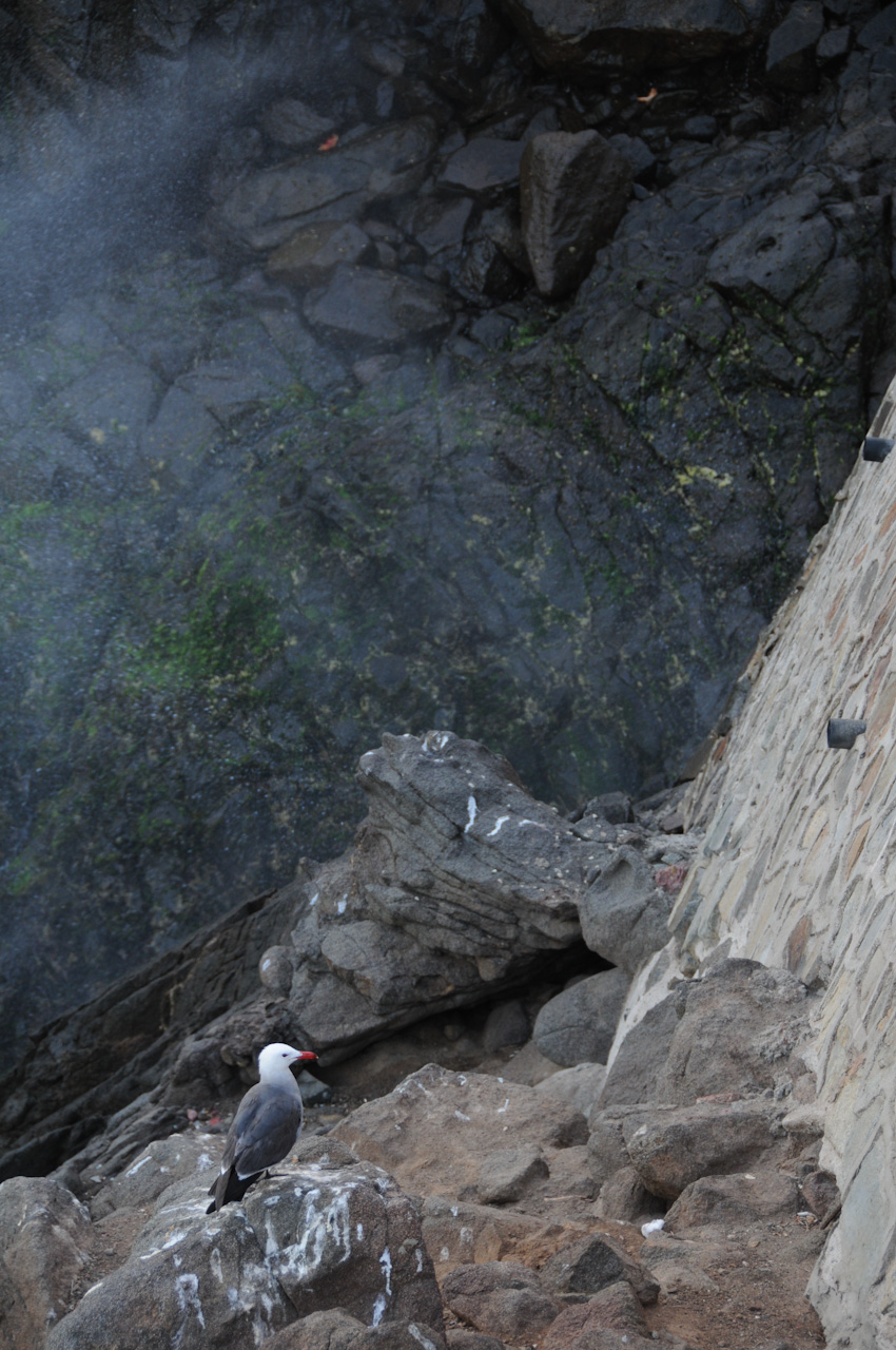 Unconcerned seagull