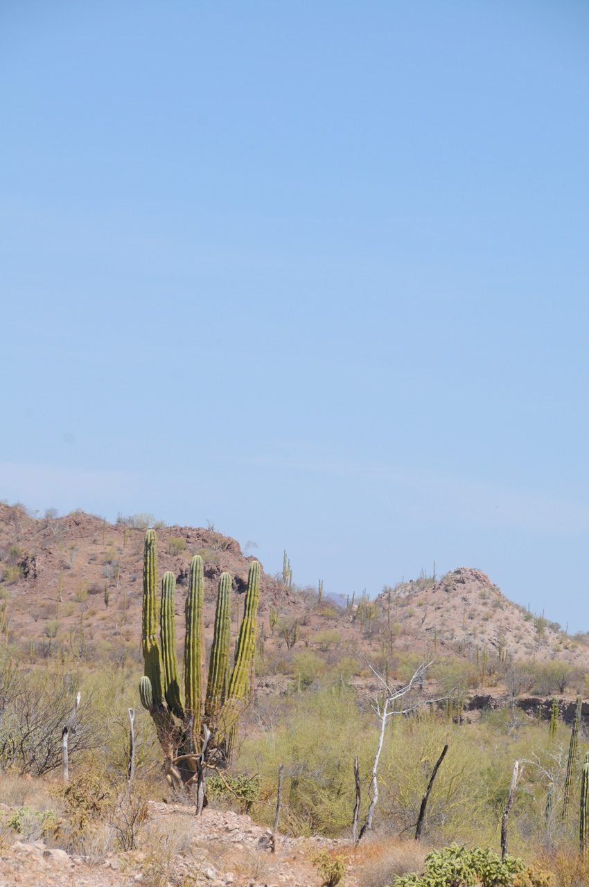 Desert