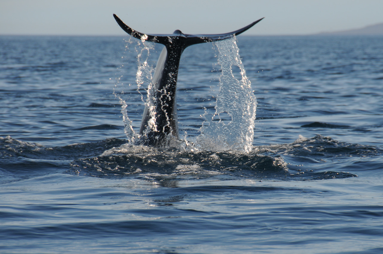Pilot Whale