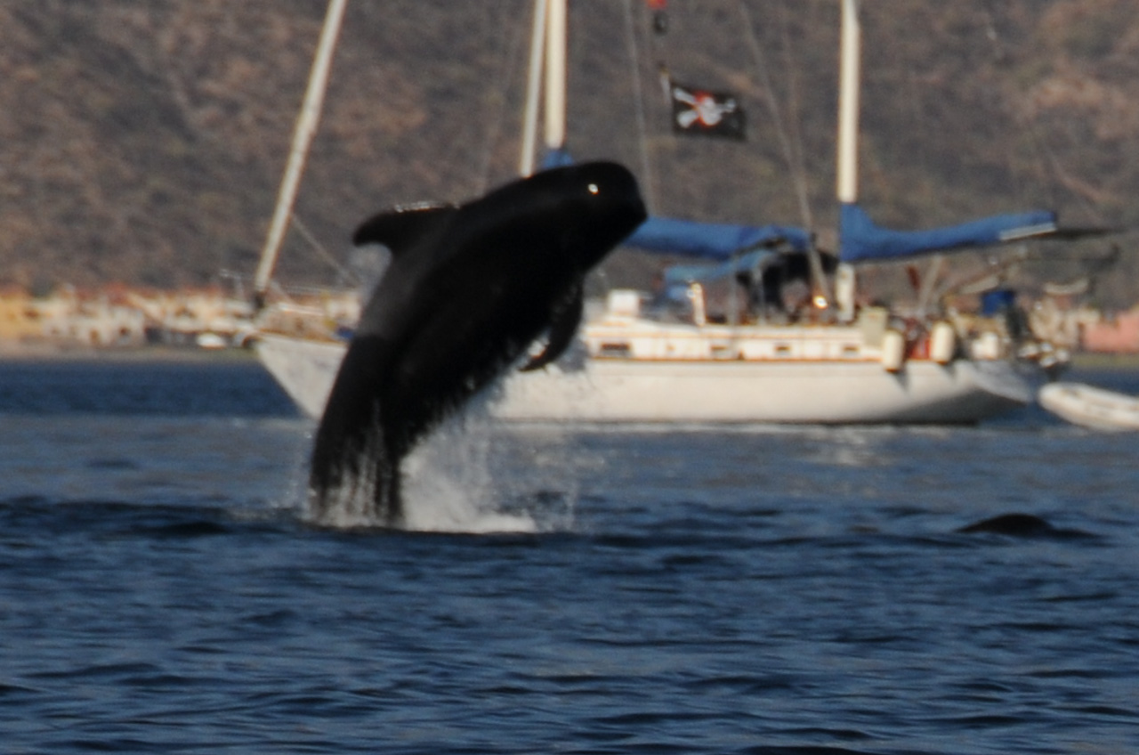 Pilot Whale