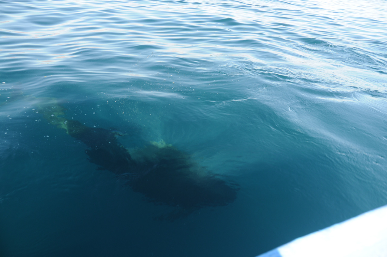 Pilot Whale