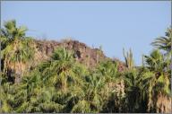 Cacti on the ridge, date palms in the valley