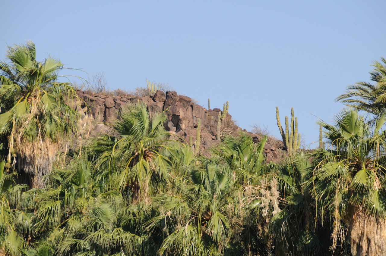Cacti on the ridge, date palms in the valley