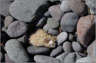 Porcupine fish