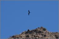 Frigate bird