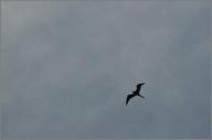 Frigate bird