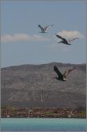 Gull and Pelicans