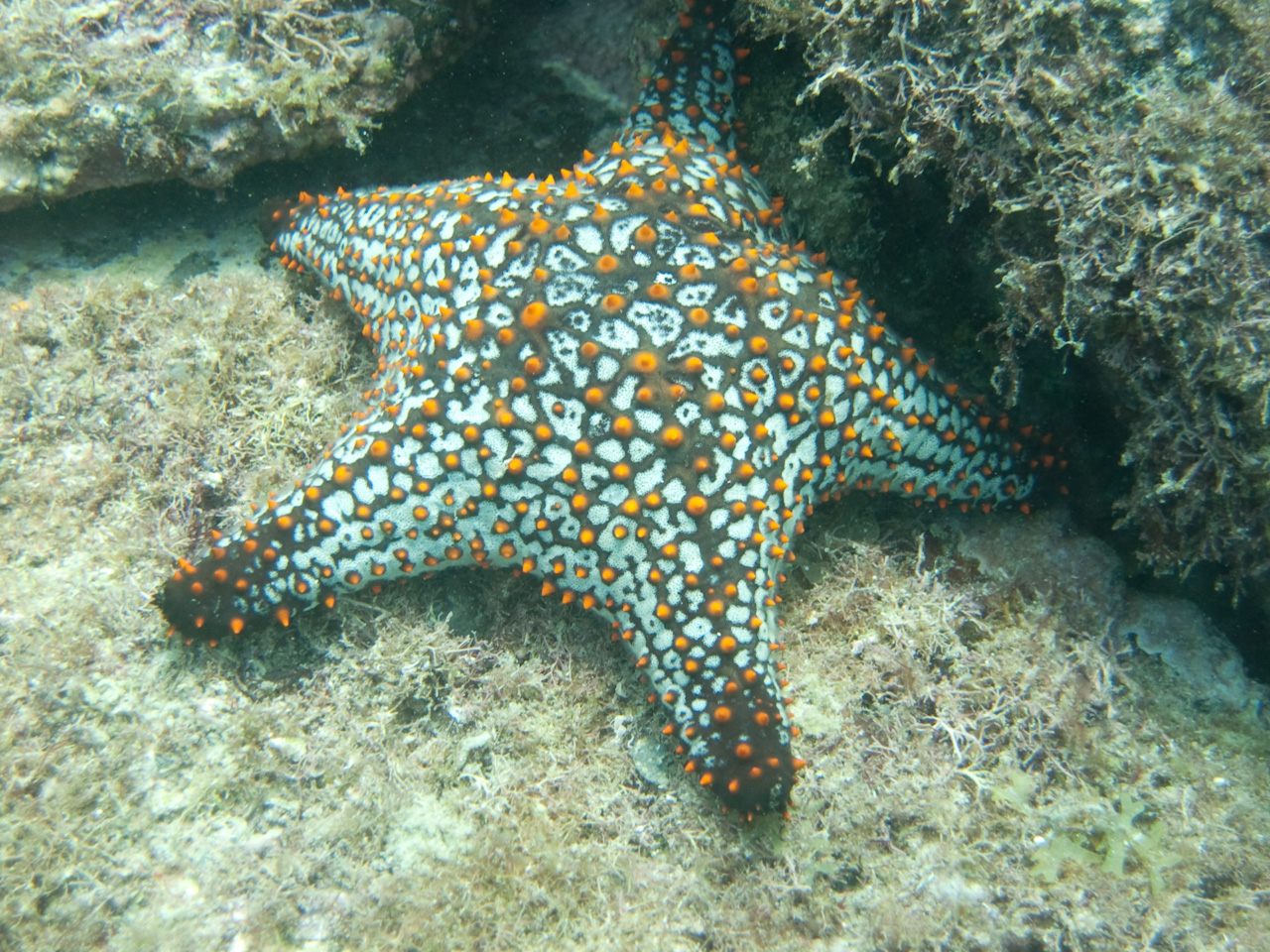Starfish