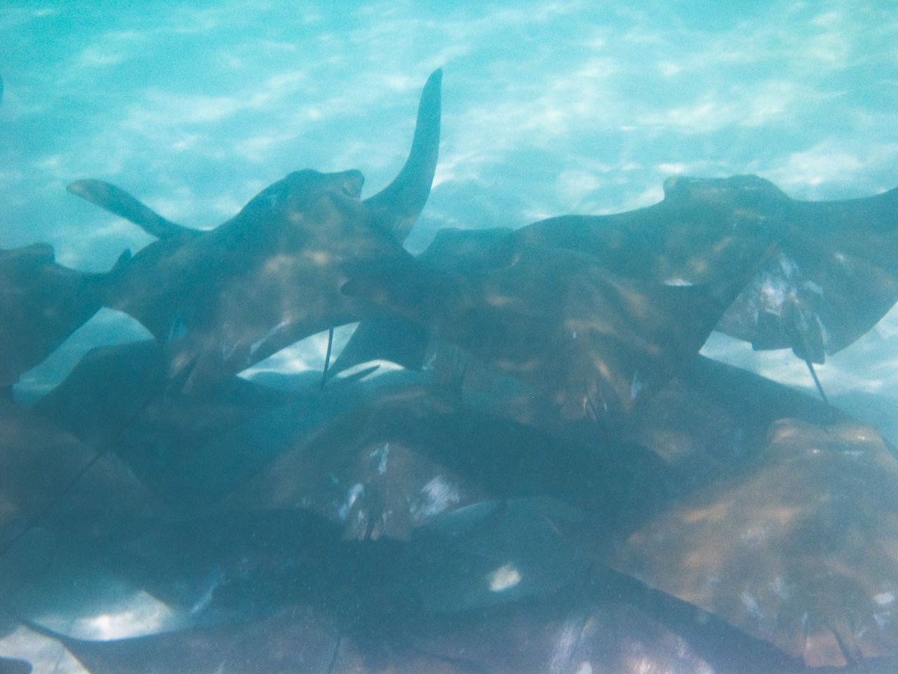 Flight of Bat Rays