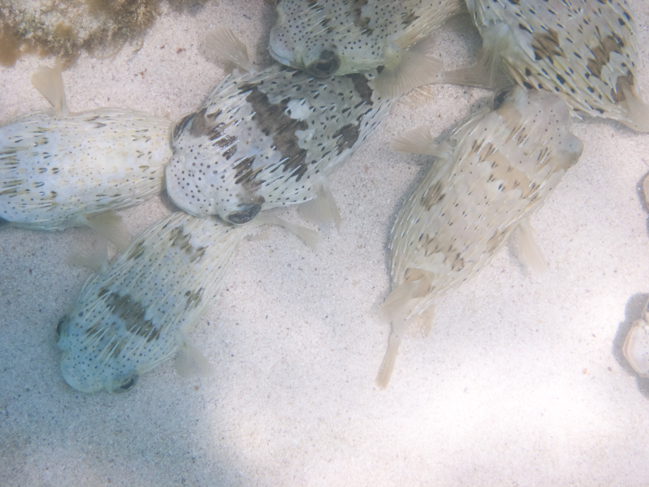 Porcupinefishes