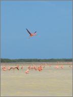 Flamingo in Flight