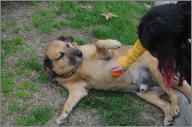 Tinny pets a dog with an orange