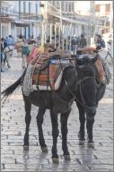 Mules with license plates