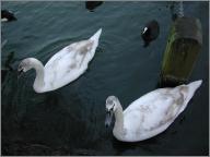 Grey billed swans