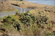 Cacti along Kohala Mountain Road