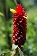 Red Tower Spiral Ginger