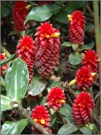 Red Tower Spiral Ginger