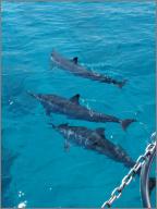 Spinner dolphins just off the port bow