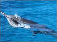 Baby and mother dolphin