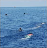 Snorkelers swimming out to pilot whales