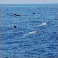 Snorkelers swimming with pilot whales