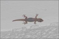 White gecko