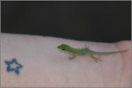 Gecko on Kristin