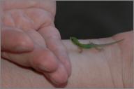 Gecko transfer