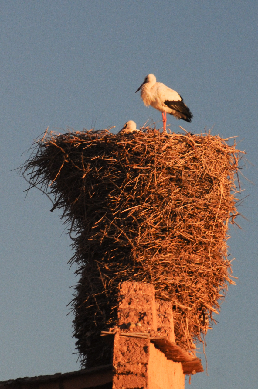 Storks