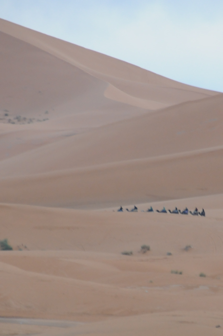 Camel train