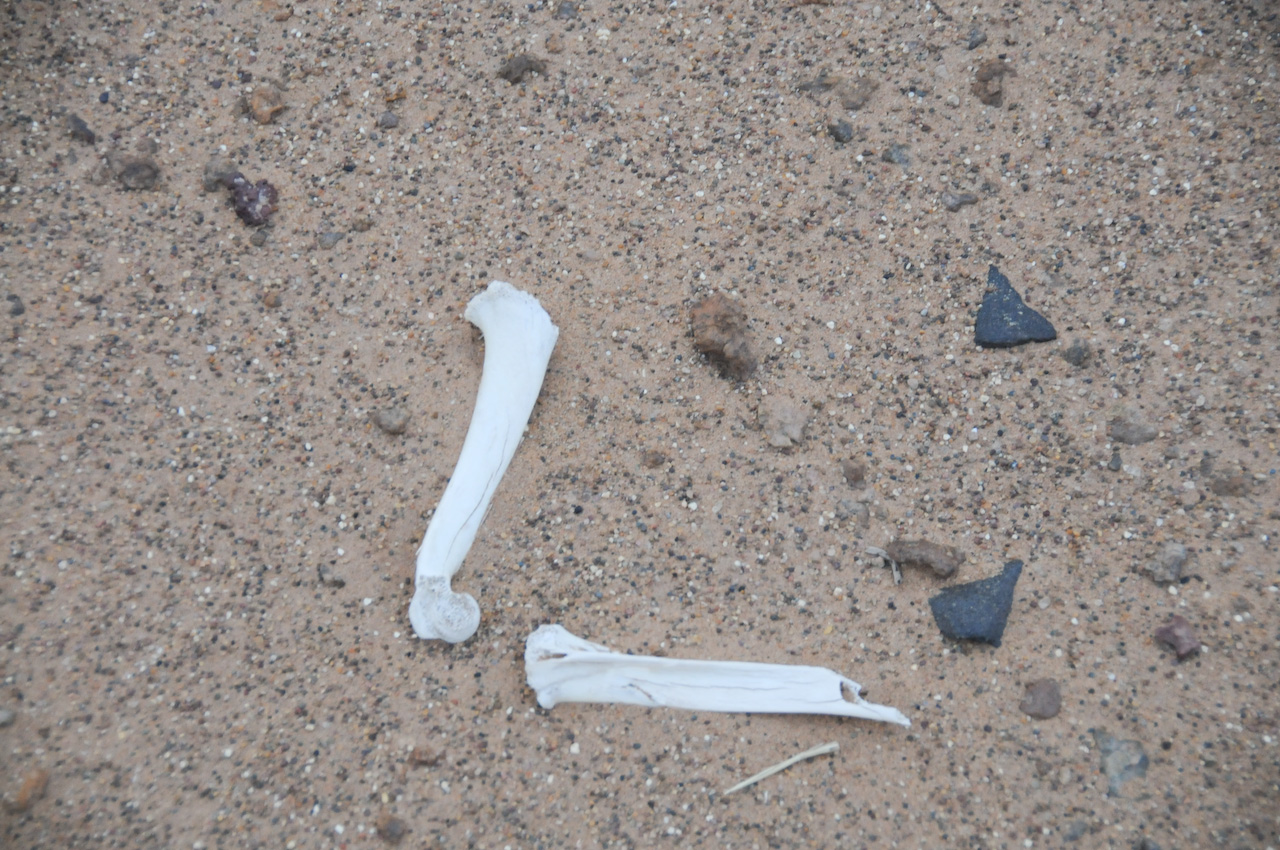 Bones