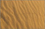 Sandfish tracks?