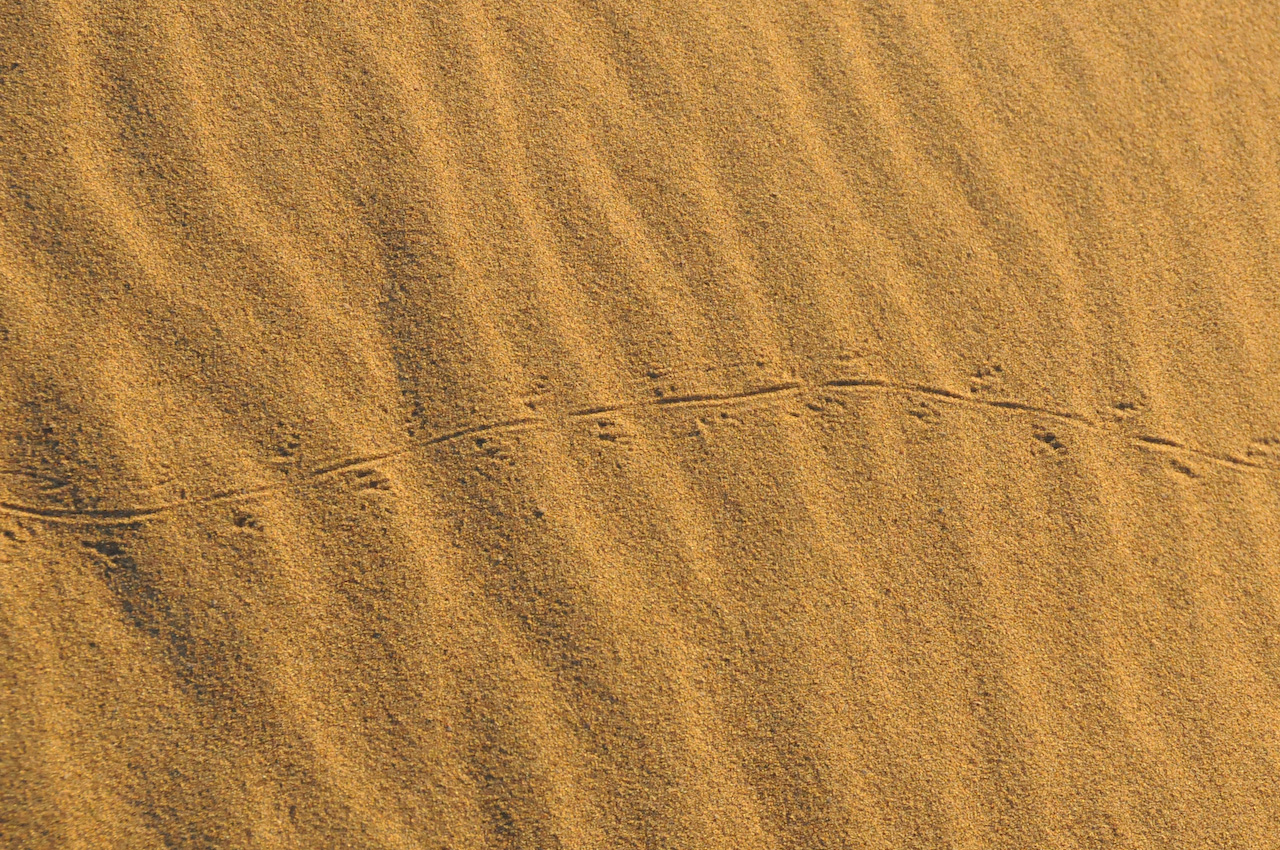 Sandfish tracks?