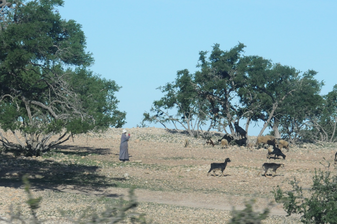Goats?