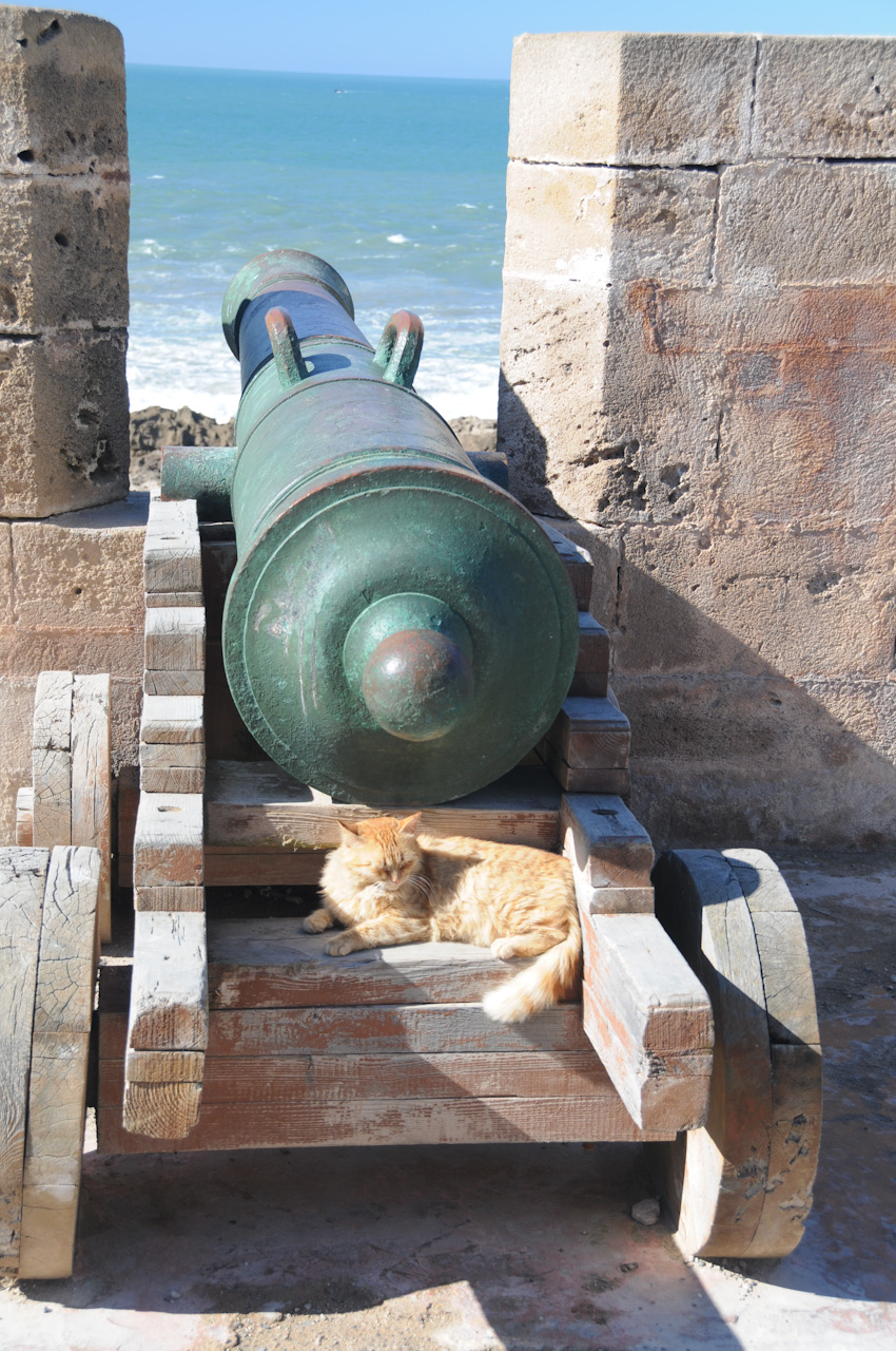 Cannon cat