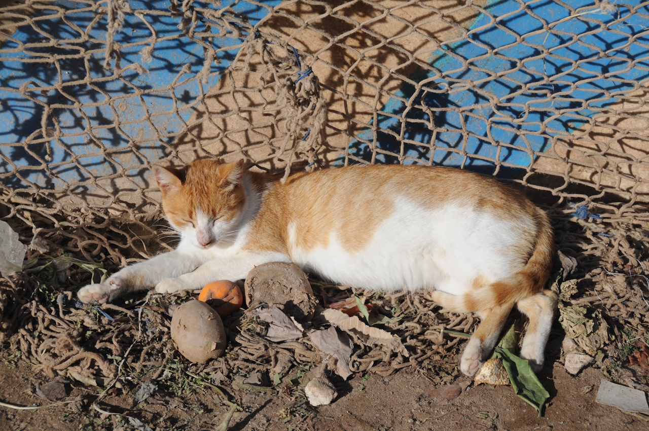 Net Cat