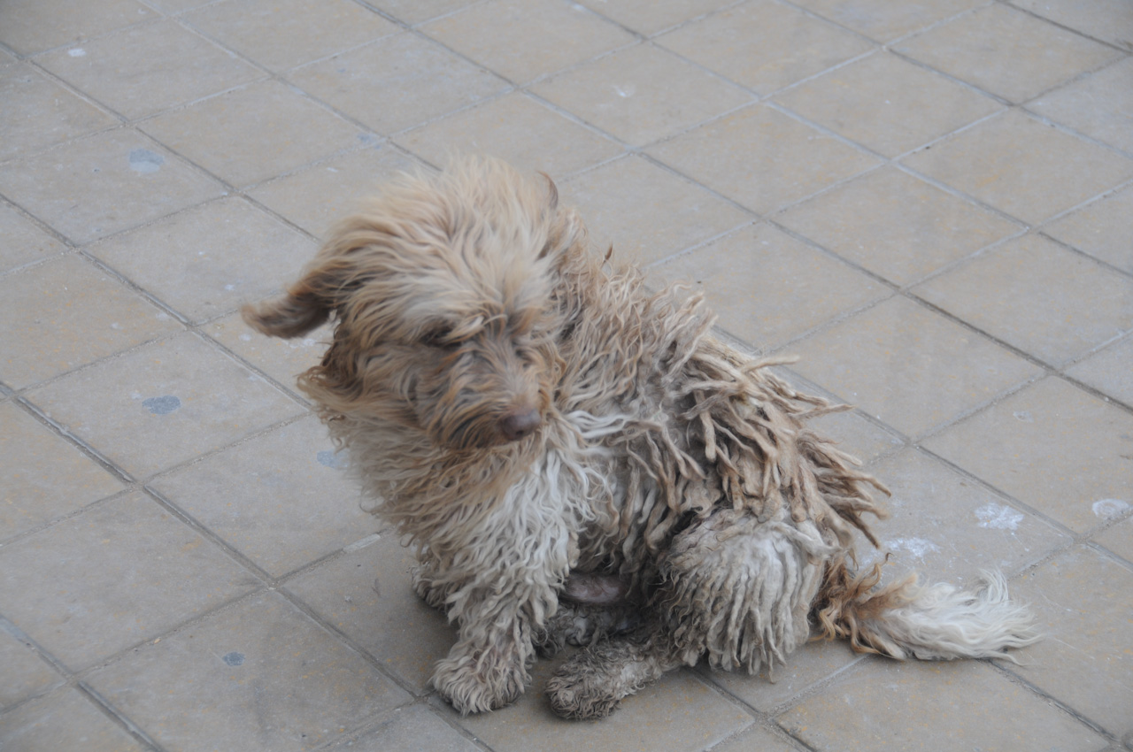Dreddog