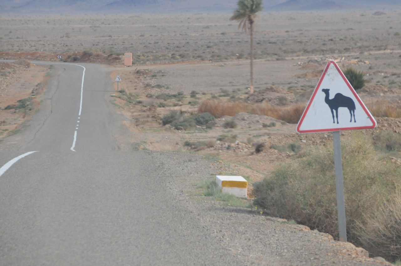 Danger: camels