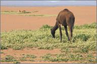 Camel grazing