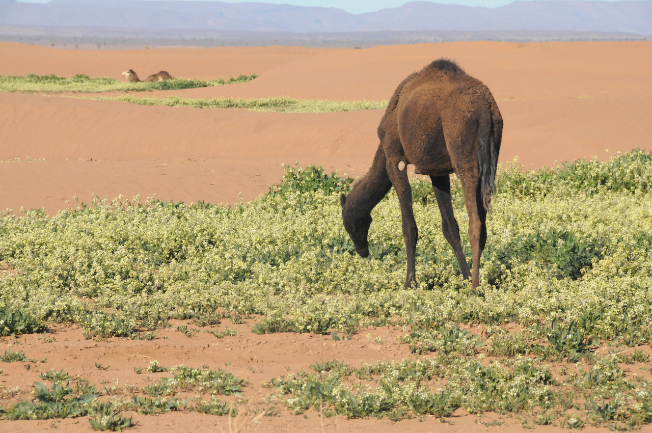Camel grazing