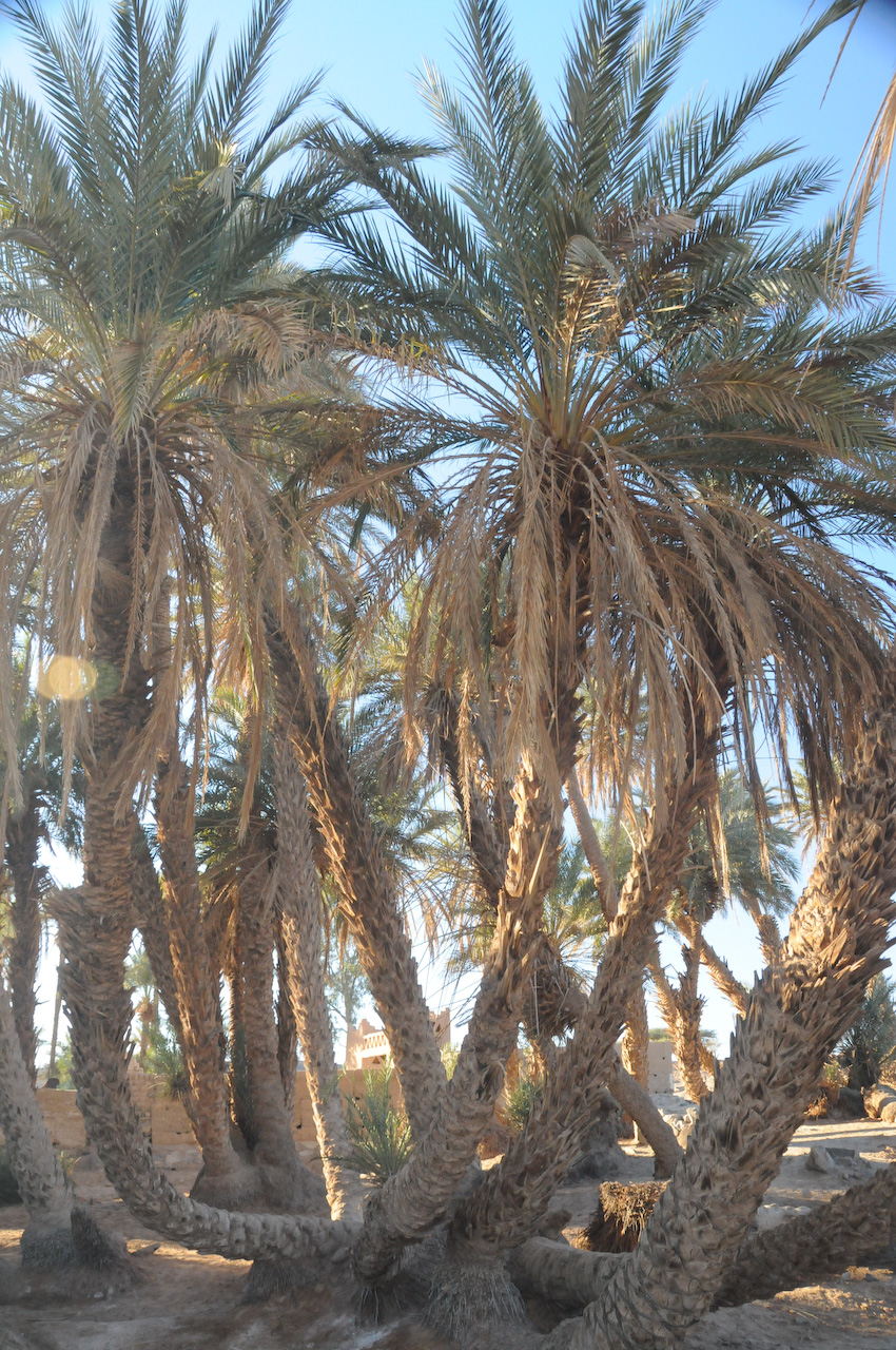 Oasis