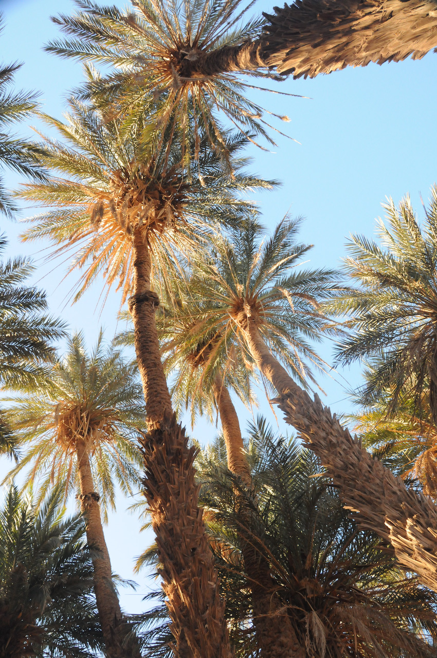 Oasis
